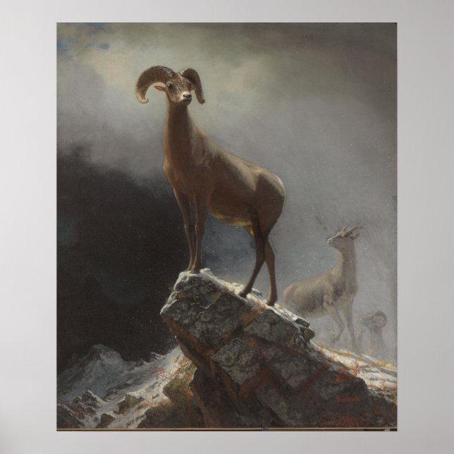 Rocky Mountain Sheep eller Big Horn, Ovis, Montana Poster (Framsidan)