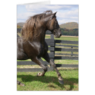 Rocky Mountain Stallion OBS Kort