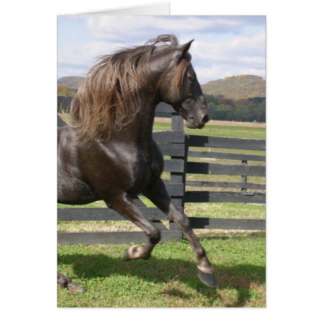 Rocky Mountain Stallion OBS Kort (Framsidan)