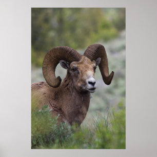 Rocky Mountain-tjockhornsfårbagge Poster