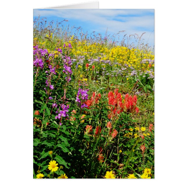 Rocky Mountain Wildblommor Hälsningskort (Framsidan)