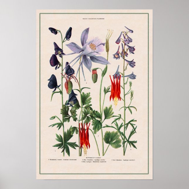 Rocky Mountain Wildblommor Poster (Framsidan)