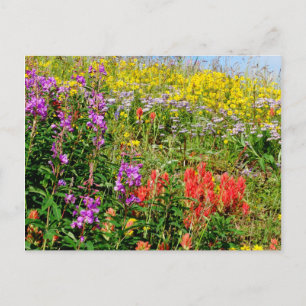 Rocky Mountain Wildblommor Vykort