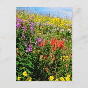 Rocky Mountain Wildblommor Vykort