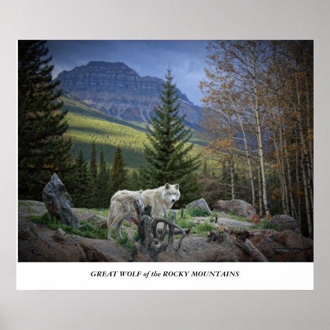 Rocky mountains Underbara Varg Poster (Framsidan)