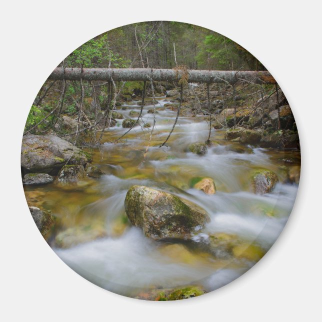 Rocky-skogsmagneten bäck magnet (Framsidan)