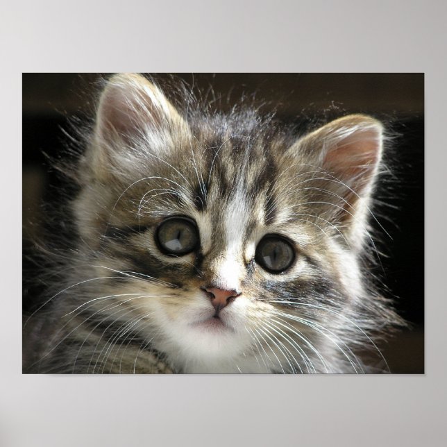 Rocky the Kitten Poster 2 (Framsidan)