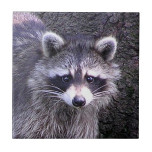 Rocky the Raccoon Kakelplatta