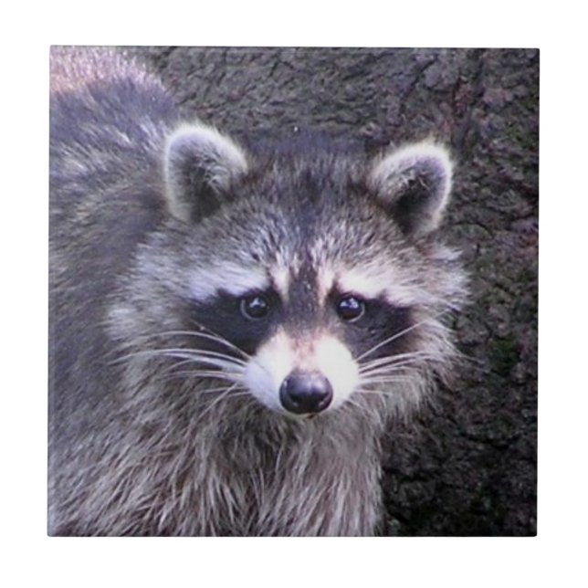 Rocky the Raccoon Kakelplatta (Framsidan)