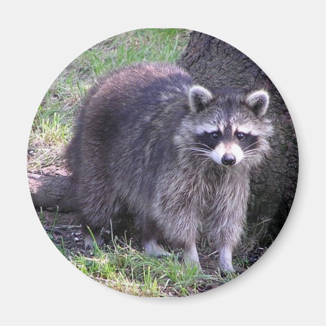 Rocky the Raccoon Magnet (Framsidan)