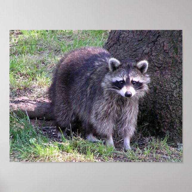 Rocky the Raccoon Poster (Framsidan)