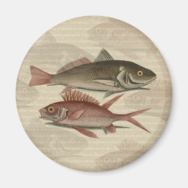 Röd abborre fisk fiskare konst magnet (Framsidan)