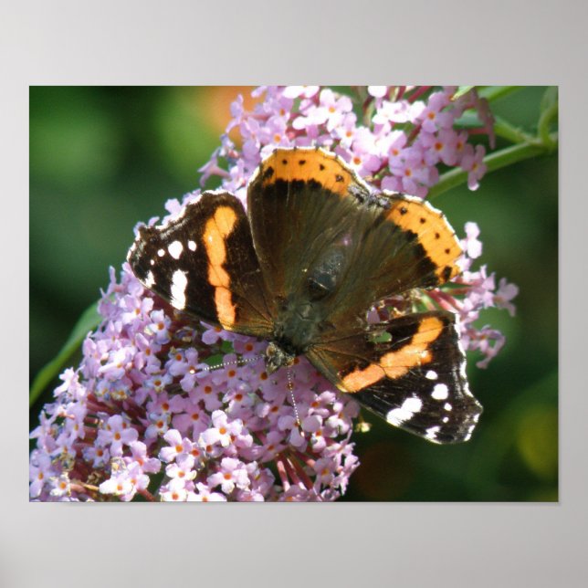 Röd Admiral Fjäril och Buddleia Affisch (Framsidan)
