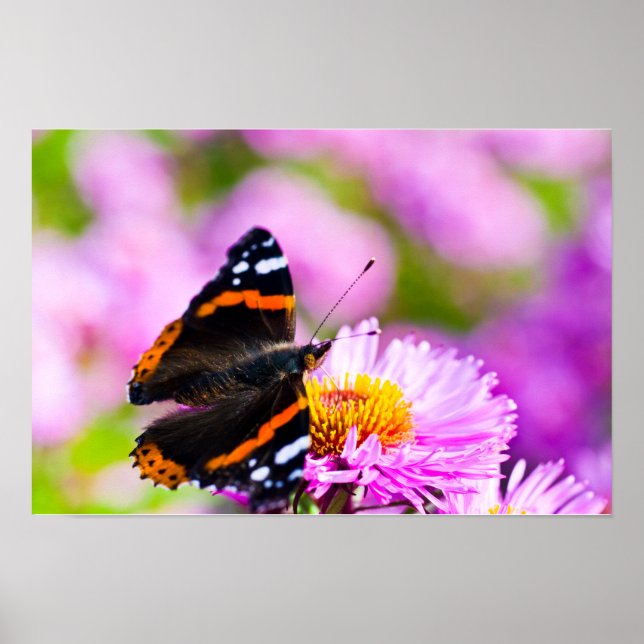 Röd Admiral-fjäril på blomma Affisch (Framsidan)