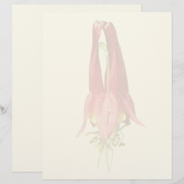 Röd akvaraklumpa blomma  brevhuvud (Fram/baksida)