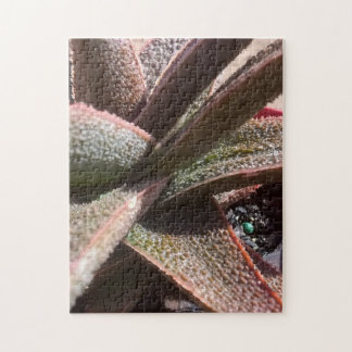 röd aloe för suckulent växt 11" PC för x 14" 252 Pussel