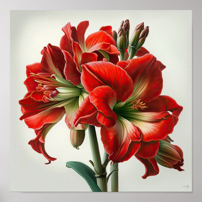 Röd Amaryllis Blomma Konsttryck Poster (Framsidan)