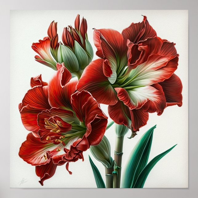 Röd Amaryllis Blomma Konsttryck Poster (Framsidan)