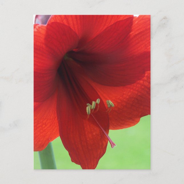 Röd Amaryllis Blomma Natur Trädgård vykort (Framsida)