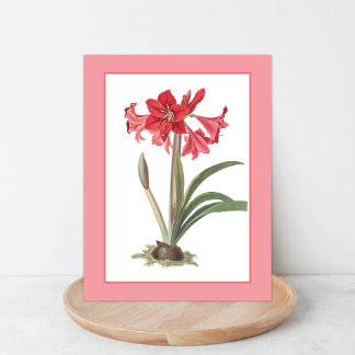 Röd Amaryllis Botanisk Illustrations vykort
