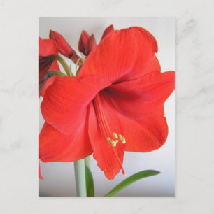 Röd Amaryllis Julblomma Vykort
