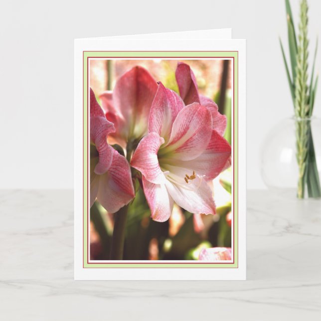 Röd Amaryllis och tomt kort för vit (Framsida)