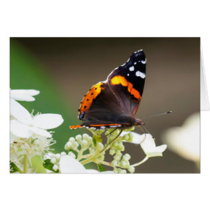 Röd amiral Butterfly, blankt hälsningskort