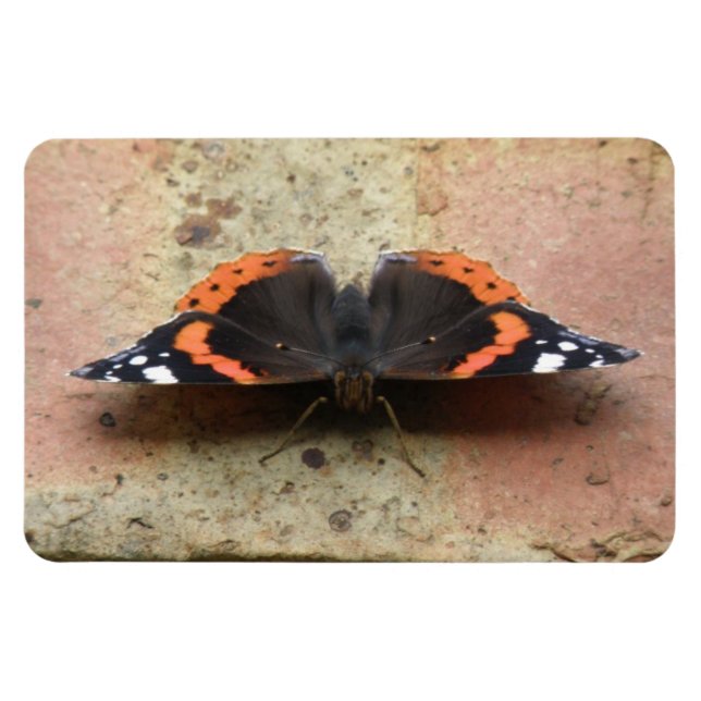 Röd amiral Butterfly Flexi Magnet (Horisontell)