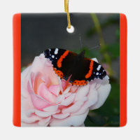 Röd amiral butterfly
