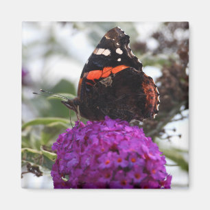 Röd amiral butterfly magnet