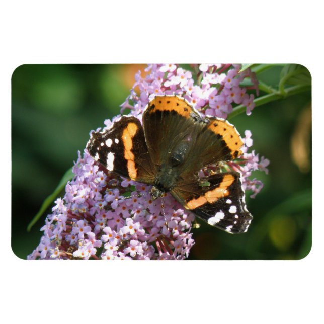 Röd amiral Butterfly och Buddleia Flexi Magnet (Horisontell)