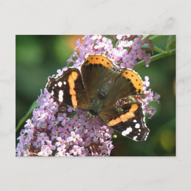 Röd amiral Butterfly och Buddleia Postcard Vykort (Framsida)
