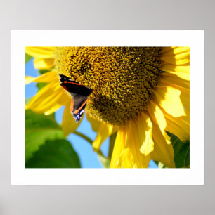 Röd amiral Butterfly på en solros Poster
