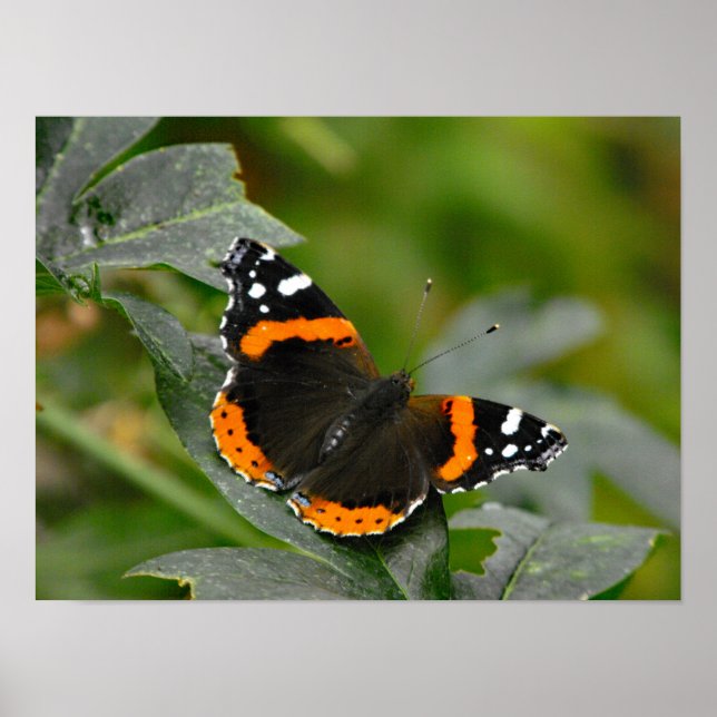 Röd amiral butterfly poster (Framsidan)