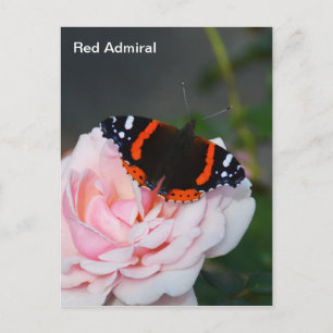 Röd amiral butterfly vykort
