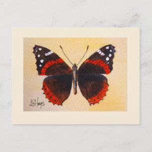 Röd amiral Butterfly-vykort Vykort