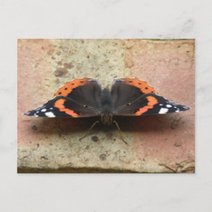 Röd amiral Butterfly-vykort Vykort