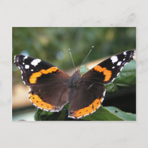 Röd amiral Butterfly-vykort Vykort