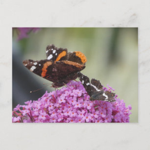 Röd amiral och Karta Butterfly DIY-vykort Helg Vykort