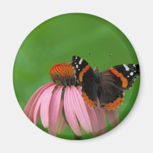 Röd amiralfjäril på purpurfärgad kotteblomma magnet