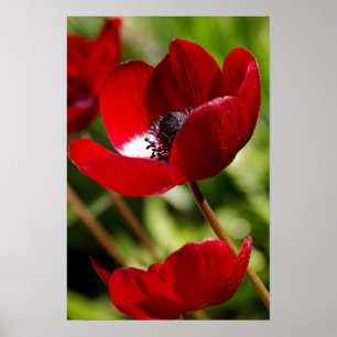 Röd anemonblomma poster
