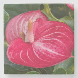 Röd Anthurium Blommande Blomma Stenunderlägg