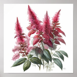 Röd Astilbe Flower Art Print Poster
