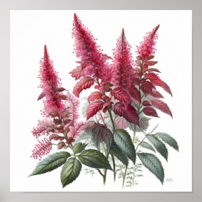 Röd Astilbe Flower Art Print Poster (Framsidan)