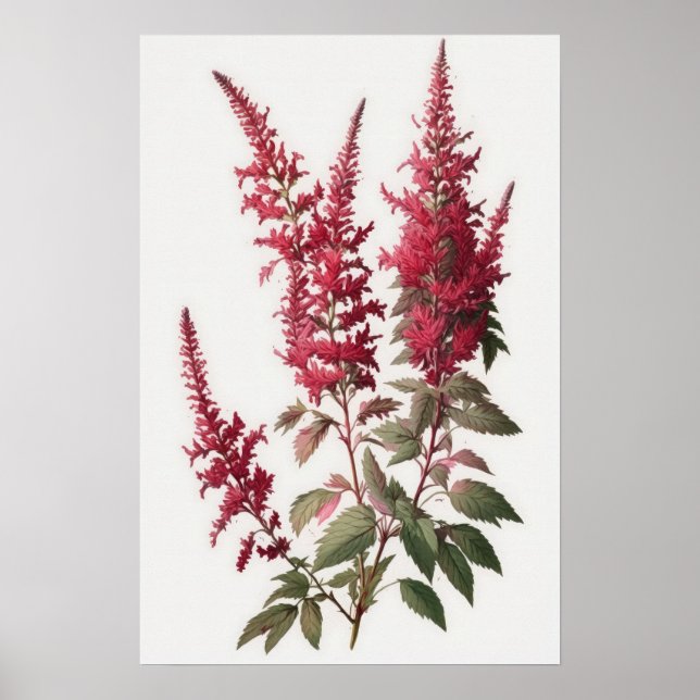 Röd Astilbe Flower Art Print Poster (Framsidan)