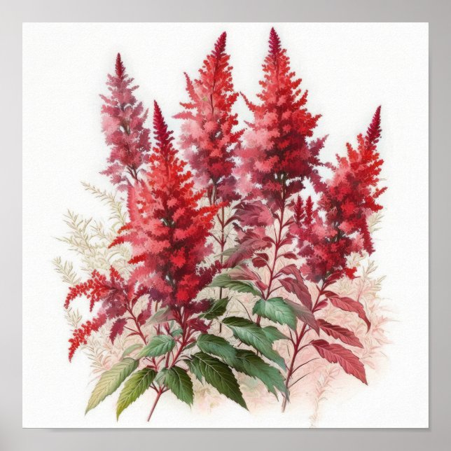 Röd Astilbe Flower Art Print Poster (Framsidan)