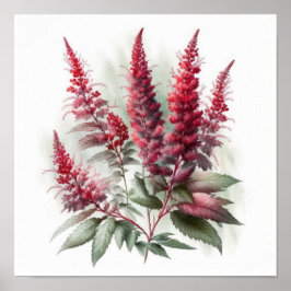 Röd Astilbe Flower Art Print Poster