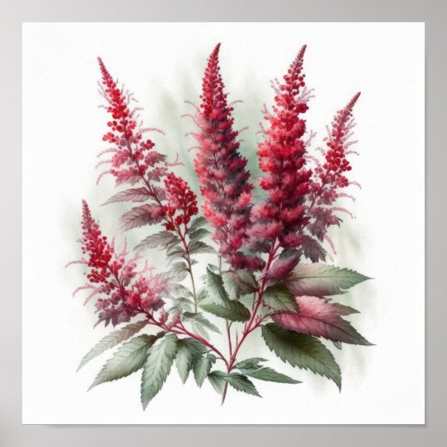 Röd Astilbe Flower Art Print Poster (Framsidan)