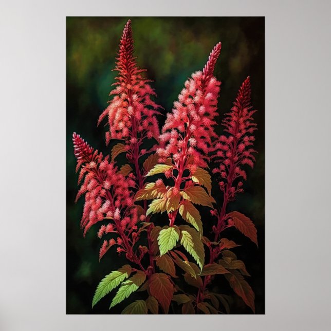 Röd Astilbe Flower Art Print Poster (Framsidan)