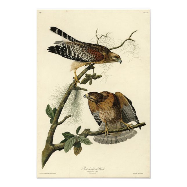 Röd-axlad Hawk - Audubon's Birds of America Fototryck (Framsidan)